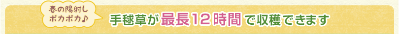 手毬草が最長12時間で収穫できます